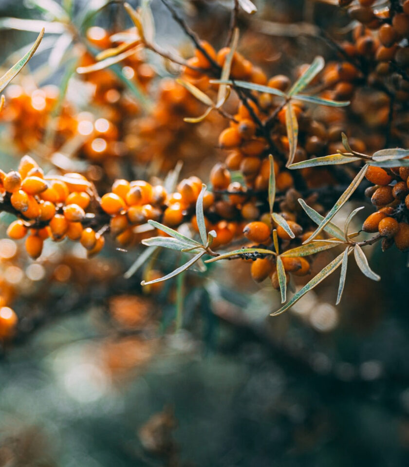 benefits of sea buckthorn oil for the skin