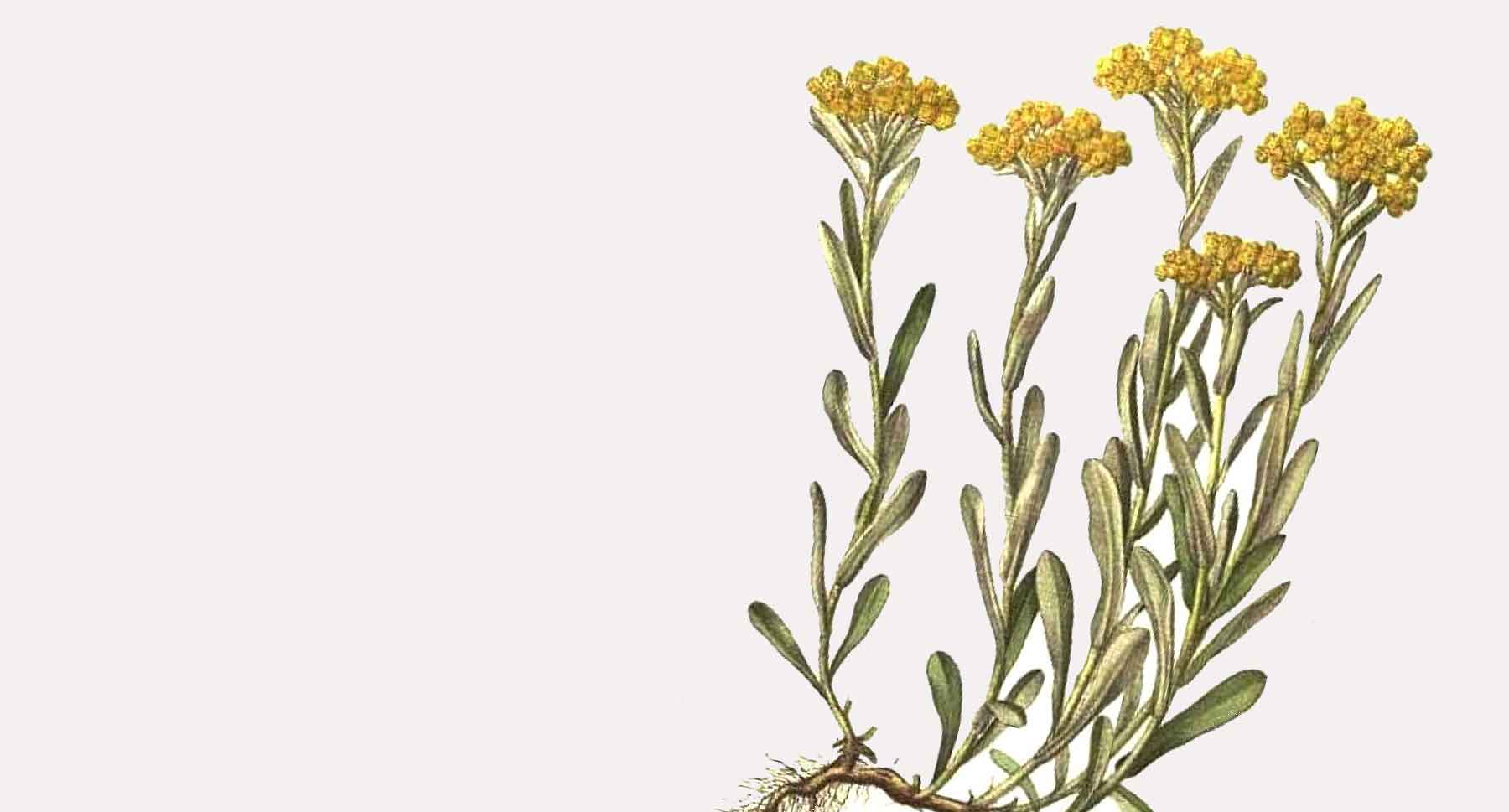 <br />
HELICHRYSUM IS<br />
A SKIN HEALING<br />
NATURAL TONER