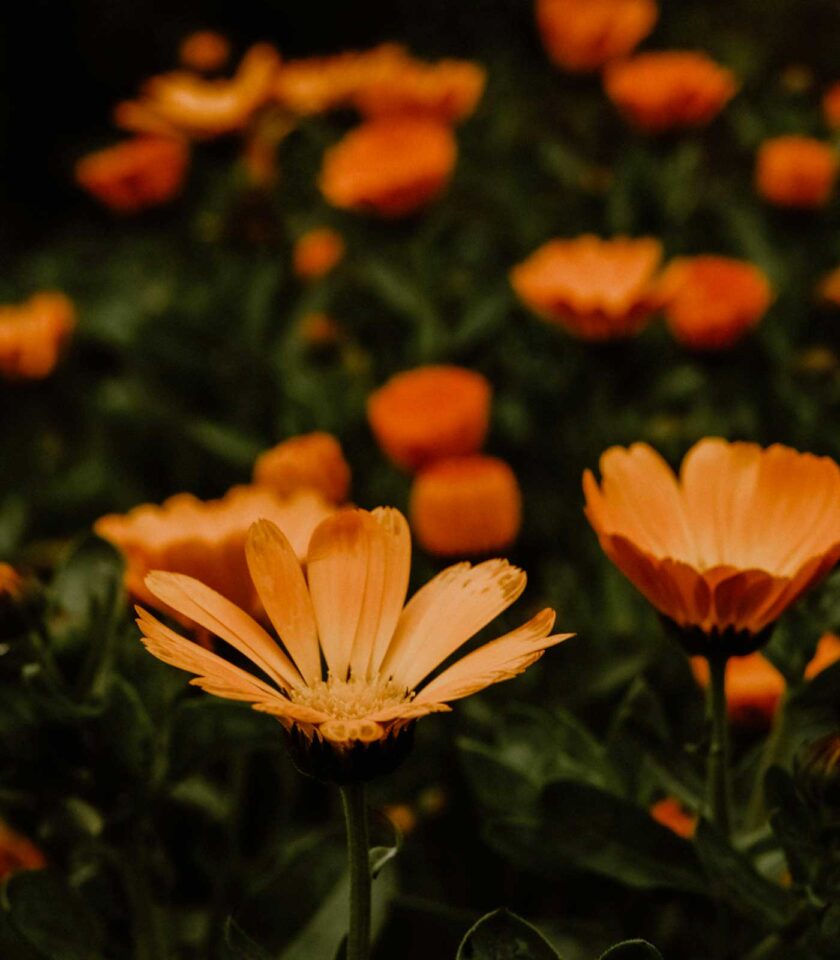 Organic Calendula Face Tonic, a traditional remedy to heal the skin