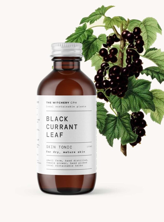 black currant leaf skin tonic for mature skin the witchery cph