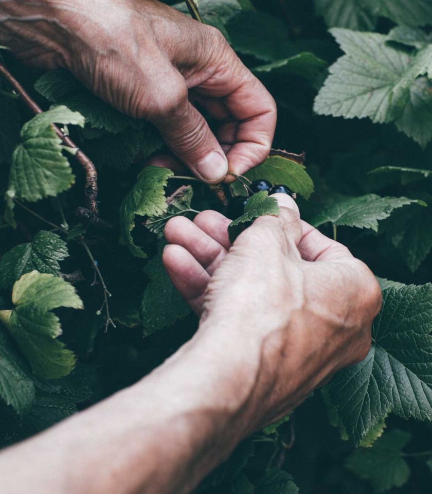 Blackberry cold pressed oil is full of antioxidants, it is regenerative and renewing. It also is a great oil for cold, windy days