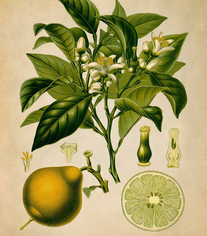 organic bergamot essential oil the witchery cph
