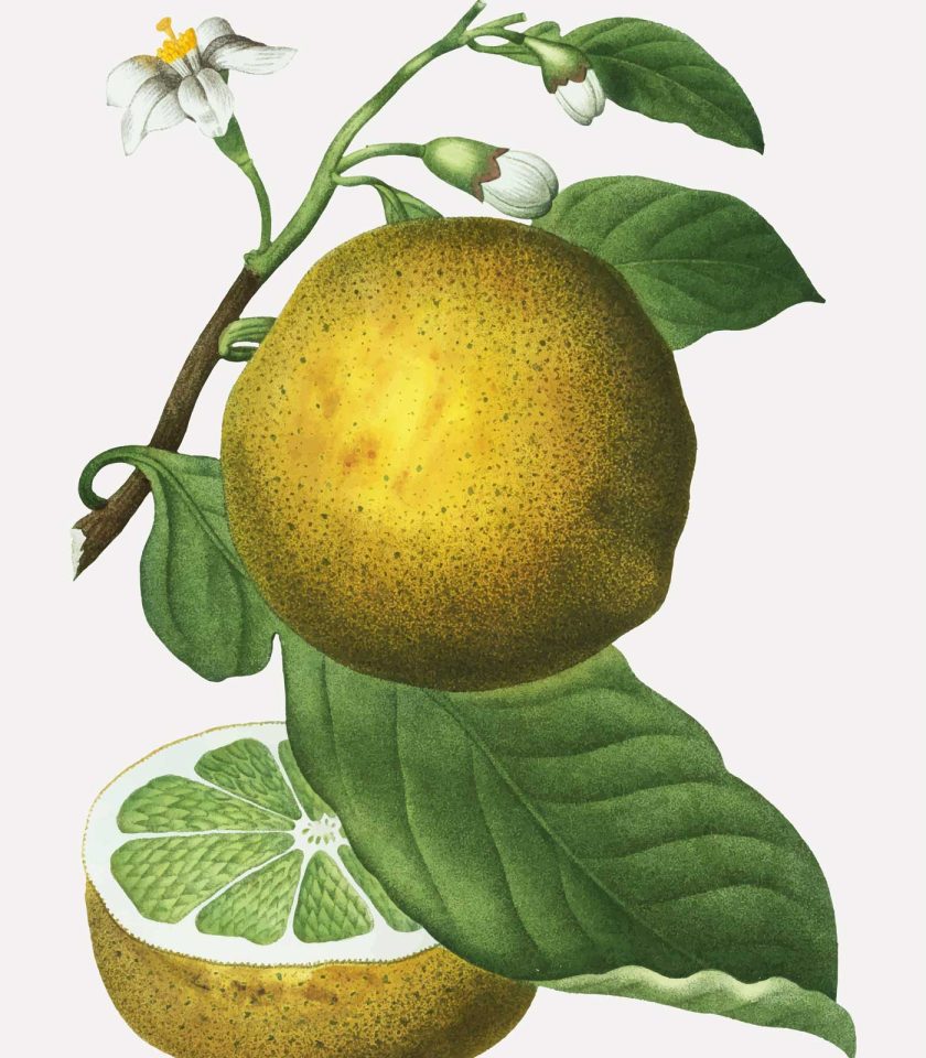 pink grapefruit essential oil, organic