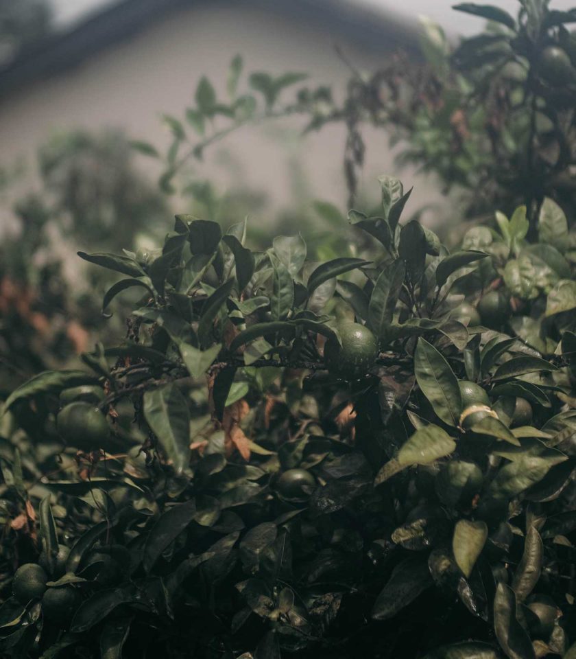 organic green mandarin essential oil from Italy