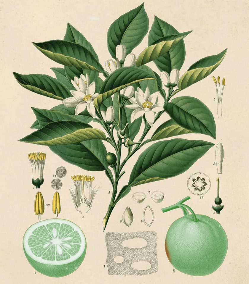 organic green mandarin essential oil from Italy